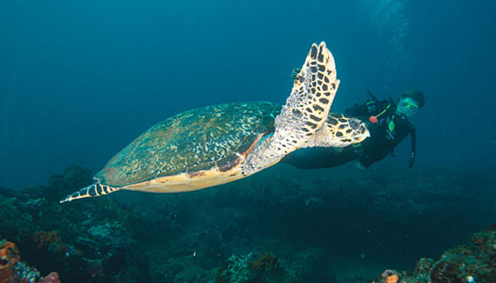 Diving with a turtle at Rocktail Beach Camp