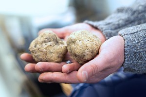 Harvesting white truffles