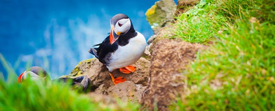 Horned puffin