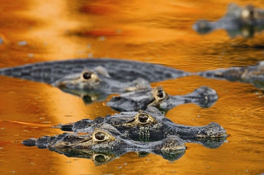Yacare caiman crocodiles floating in the Pantanal wetlands