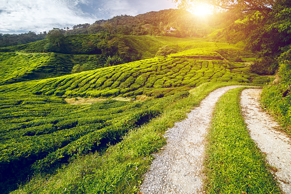 Tea Plantation and Rural Road at Sunset in the Cameron Highlands, Malaysia