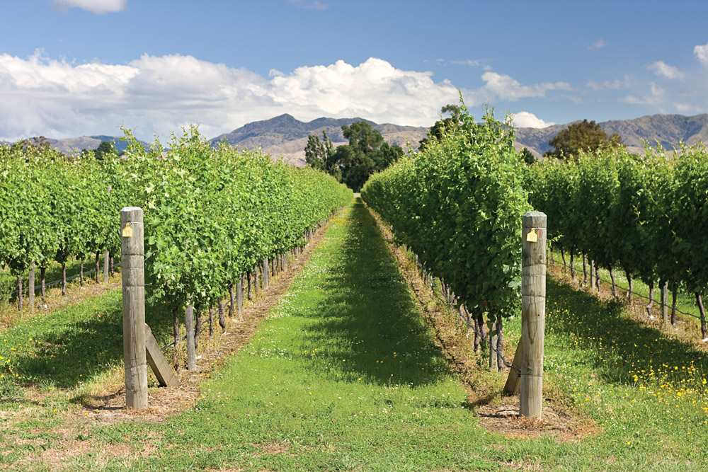 Vineyards and Wineries in New Zealand
