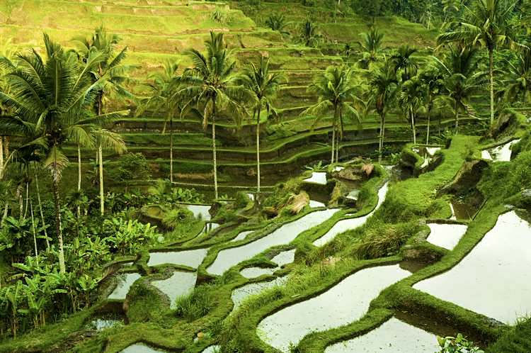 Sunrise Over Terrace Rice Fields in Ubud, Bali