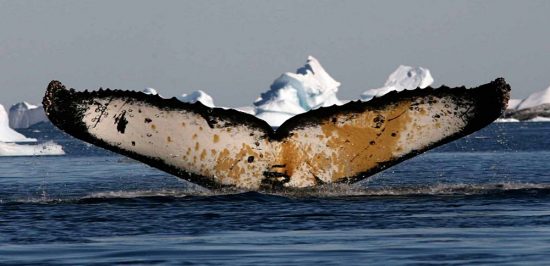 Whale Tail Waving in Antarctica