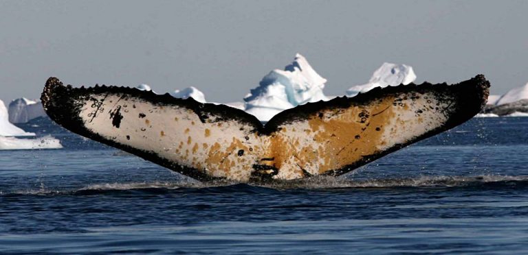 Whale Tail Waving in Antarctica
