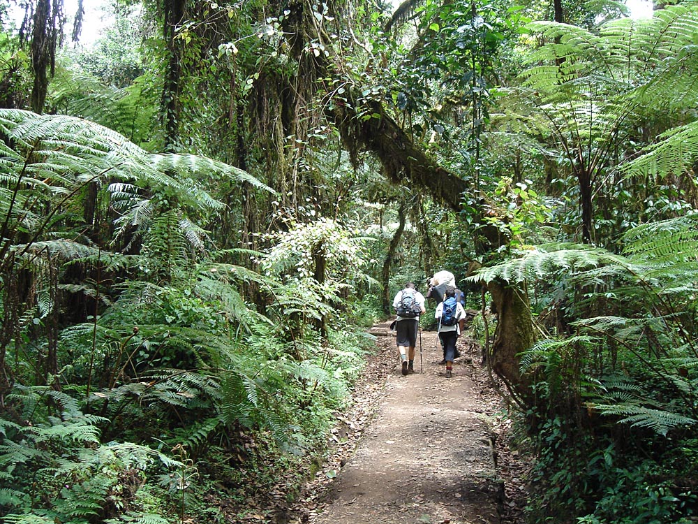 Kilimanjaro climbers in the rainforest, Tanzania