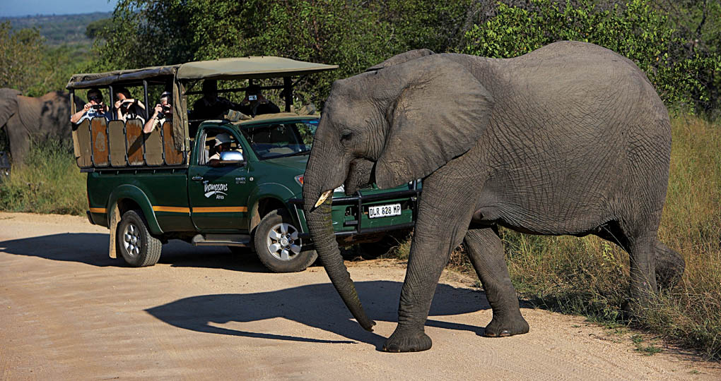 Safari in South Africa