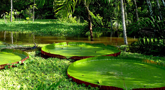 Giant Lilly pads - Brazil Amazon