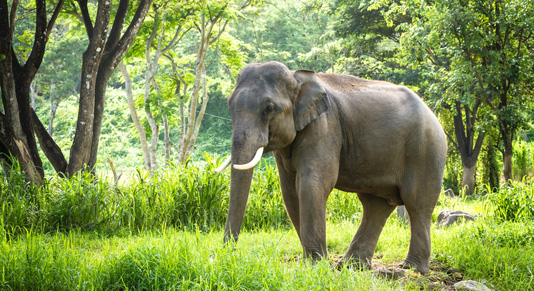 Elephant in it's Natural Habitat near Chiang Mai