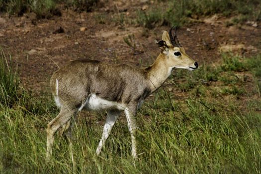 Male Mountain Reedbuck in Ithala Game Reserve, Zululand, KwaZulu-Natal, South Africa