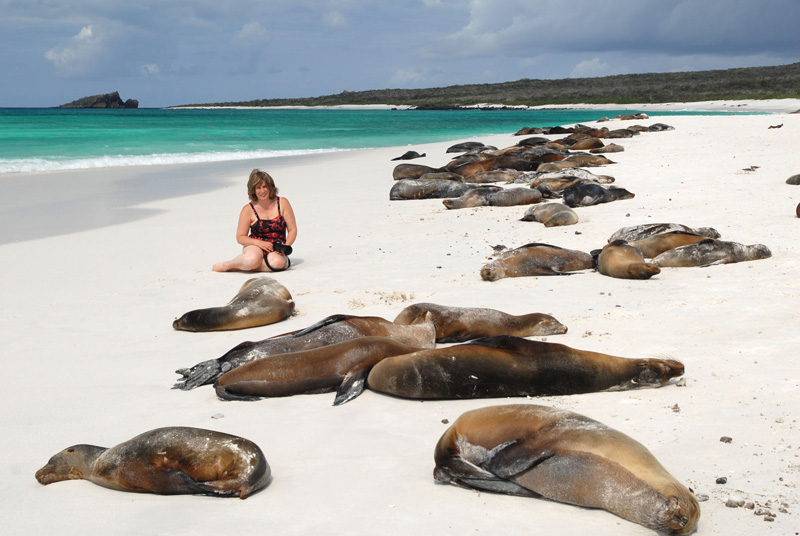 Sea Lions Galapagos