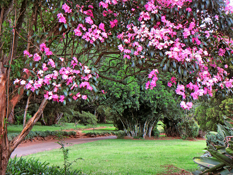 Blooming tree in Wylie Park, Pietermaritzburg