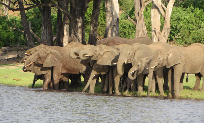 Elephants on the river