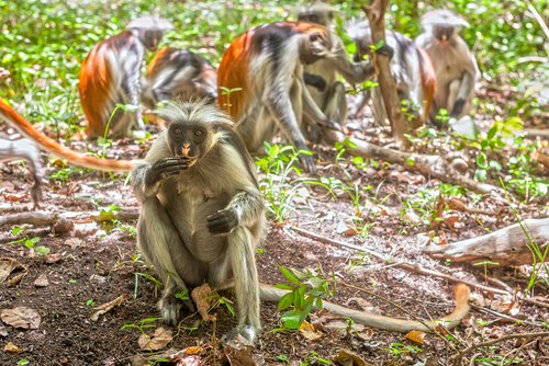 Red Colobus Monkeys, Zanzibar