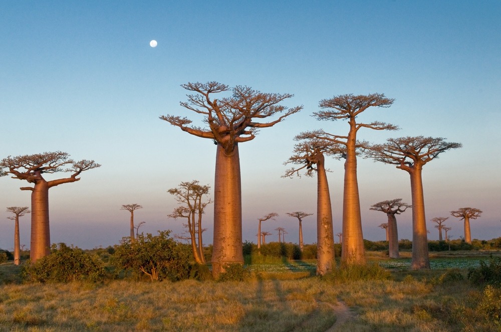 The Baobab Trees in Morondava