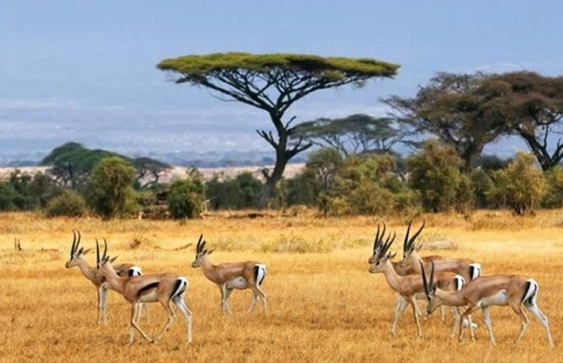 East African Impala
