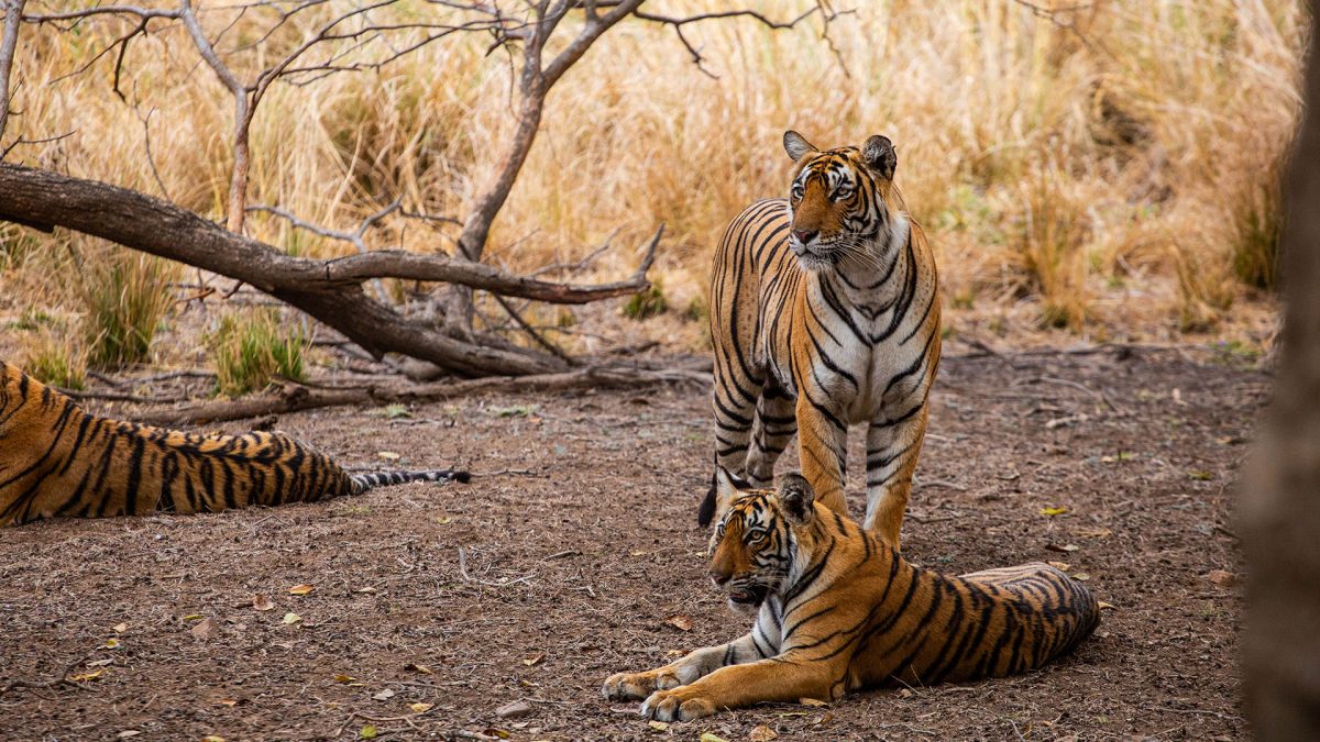 tigers on dusty ground during a safari in Ranthambore, India