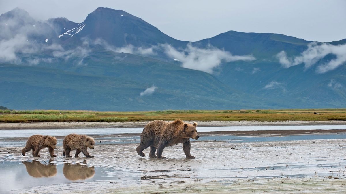 a brown bear mother and her two cubs cross a muddy sandbank on a river against a backdrop of mountains in Alaska