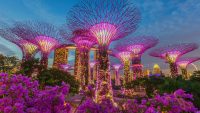 Giant pink pillars that look like trees rise from the ground surrounded by pink flowers at Gardens by the Bay in Singapore.