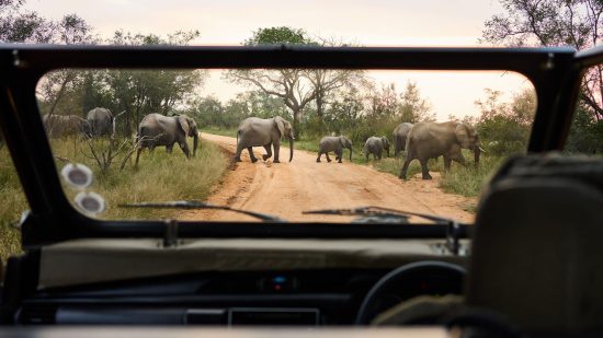 A group of elephants cross the road in front of a safari vehicle during a game drive in South Africa.